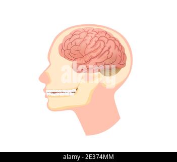 Anatomische Struktur menschliche Kopf Illustration. Schädel im Abschnitt mit Gehirn und Unterkiefermuskeln zahnärztlich. Stock Vektor