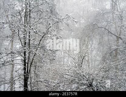 Ein winterlicher Morgen mit Schnee und Nebel in Gravelly Hollow, Calverton Nottinghamshire England Stockfoto