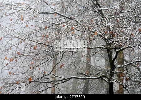 Ein winterlicher Morgen mit Schnee und Nebel in Gravelly Hollow, Calverton Nottinghamshire England Stockfoto