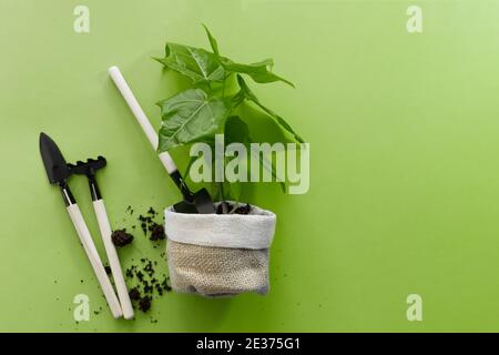 Ein Blick von oben auf einen kleinen Baum und Gartengeräte - Earth Day, Waldschutzkonzept Stockfoto