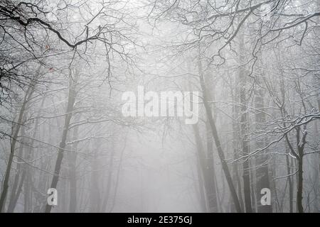 Ein winterlicher Morgen mit Schnee und Nebel in Gravelly Hollow, Calverton Nottinghamshire England Stockfoto