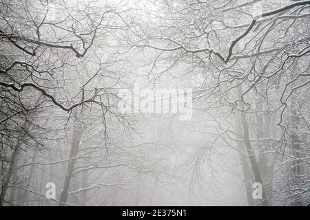 Ein winterlicher Morgen mit Schnee und Nebel in Gravelly Hollow, Calverton Nottinghamshire England Stockfoto