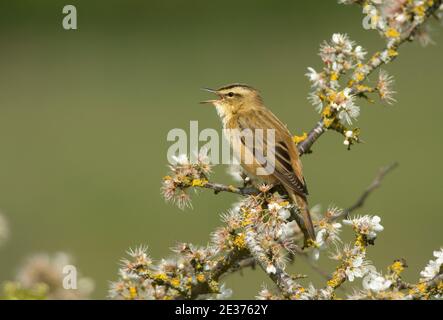 Ausgewachsener Sedge-Waldsänger, Acrocephalus schoenobaenus, der im Frühjahr aus dem Blackthorn-Busch im Otmoor-Reservat des RSPB, Oxfordshire, singt, 18th. April 2017. Stockfoto