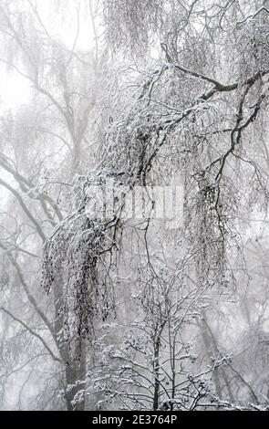 Ein winterlicher Morgen mit Schnee und Nebel in Gravelly Hollow, Calverton Nottinghamshire England Stockfoto