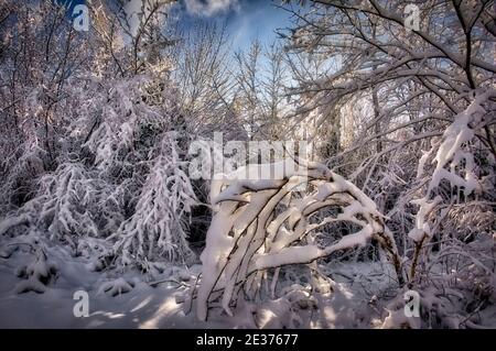 DE - BAYERN: Winterszene in Buchberg bei Bad Tölz (HDR-Bild) Stockfoto