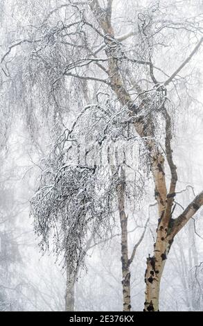 Ein winterlicher Morgen mit Schnee und Nebel in Gravelly Hollow, Calverton Nottinghamshire England Stockfoto