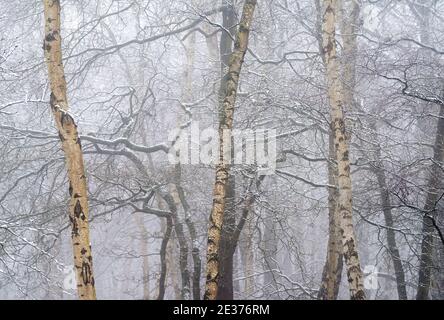 Ein winterlicher Morgen mit Schnee und Nebel in Gravelly Hollow, Calverton Nottinghamshire England Stockfoto