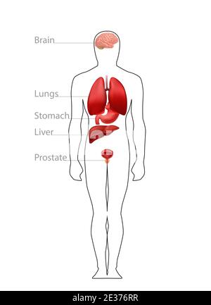 Lage Organe im männlichen Körper. Physiologisches Strukturdiagramm der anatomischen Arbeit von Gehirn und Lunge. Stock Vektor