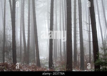 Ein winterlicher Morgen mit Schnee und Nebel im Sherwood Forest, Nottinghamshire England Stockfoto