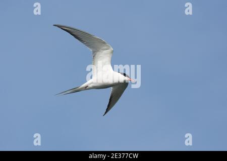 Sommer gefiederter Erwachsener, Sterna hirundo, im Flug über dem Farmoor-Stausee, Oxfordshire, 10th. Mai 2017. Stockfoto