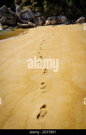 Fußabdrücke im Sand in der Bucht von Te Pukatea, Akersten Bay. Abel Tasman Nature Reserve, Südinsel, Neuseeland. Stockfoto