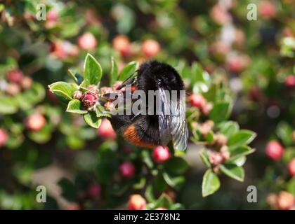 Rotschwanzbumblebee Königin (Bombus lapidarius) auf Cotoneaster, guter Strauch für Bienen Stockfoto