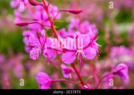 Rosebay Willowhern, Chamerion Angustifolium, in voller Blüte. Stockfoto