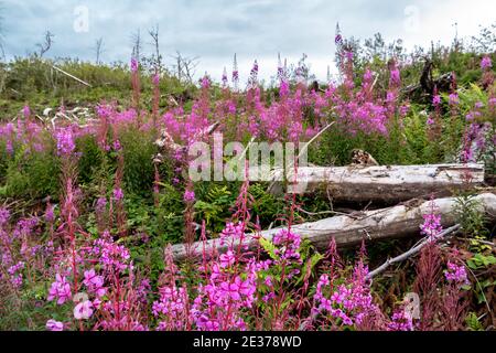 Rosebay Willowhern, Chamerion Angustifolium, in voller Blüte. Stockfoto