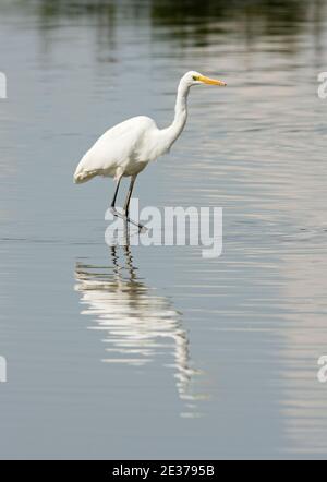 Great White Egret, Ardea Alba, Jagd im Frampton Marsh Reserve von RSPB, Lincolnshire, 2. September 2017. Stockfoto