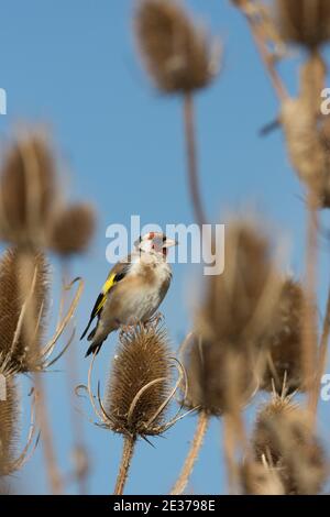 Der ausgewachsene Goldfink, Carduelis carduelis, der am Teasel ernährt, Dipsacus fullonum, ist im September 2017 im Frampton Marsh Reserve der RSPB in Lincolnshire Stockfoto