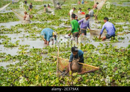 Sylhet, Bangladesch. Januar 2021. Die Menschen fangen Fische mit "Polo", einer traditionellen Falle aus Bambus während "Polo Bawa", einem jahrhundertealten traditionellen Fischerfest in Bangladesch. Kredit: SOPA Images Limited/Alamy Live Nachrichten Stockfoto