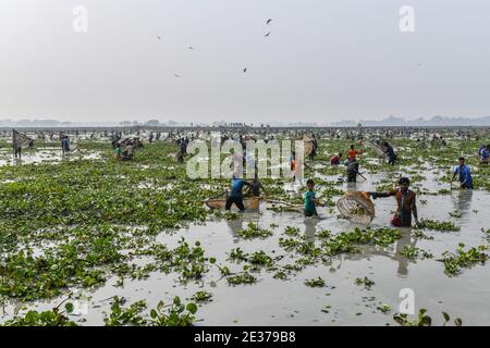 Sylhet, Bangladesch. Januar 2021. Die Menschen fangen Fische mit "Polo", einer traditionellen Falle aus Bambus während "Polo Bawa", einem jahrhundertealten traditionellen Fischerfest in Bangladesch. Kredit: SOPA Images Limited/Alamy Live Nachrichten Stockfoto