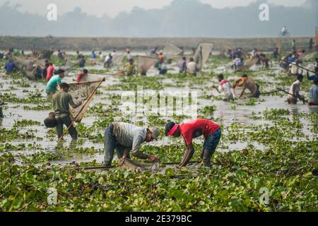 Sylhet, Bangladesch. Januar 2021. Die Menschen fangen Fische mit "Polo", einer traditionellen Falle aus Bambus während "Polo Bawa", einem jahrhundertealten traditionellen Fischerfest in Bangladesch. Kredit: SOPA Images Limited/Alamy Live Nachrichten Stockfoto