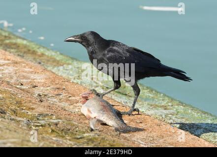 Aas Crow, Corvus corone, Fütterung von toten Forellen, an der Küste des Farmoor Reservoirs, Oxfordshire, 22nd. September 2017. Stockfoto