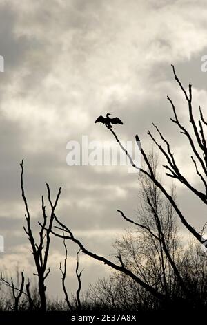 Silhouetted Cormorant, Phalacrocorax carbo, Flügel trocknen auf einem toten Baum im Natural England's Shapwick Heath National Nature Reserve, Somerset. Stockfoto