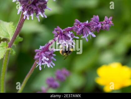 Frühe Hummel, Bombus pratorum sammelt Pollen von Katzenminze. Stockfoto