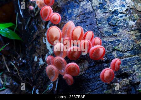 Pilzorange Pilzbecher oder Champagner Pilz auf Fäulnis Holz im Regenwald. Stockfoto