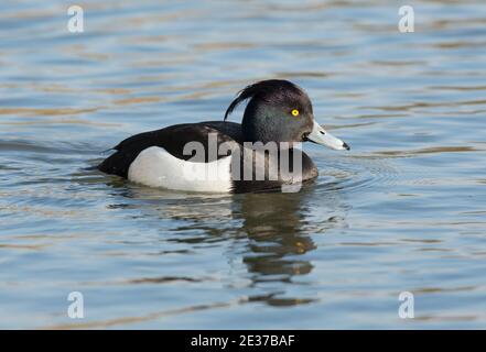 Drake Tufted Duck, Aythya fuligula, Schwimmen am See im BBOWT's Nature Discovery Centre, Thatcham, Berkshire, 28. Februar 2018. Stockfoto