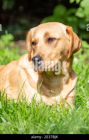 Portrait von Labrador Retriever, der etwas aus der Nähe auf dem Gesicht betrachtet. Hochwertige Fotos Stockfoto