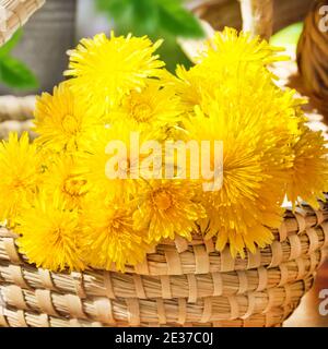 Löwenzahn und Korb im Garten Stockfoto