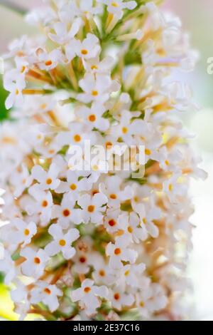 Weiße Bougainvillea, blüht im Sommer.lokale Blumen. Hochwertige Fotos Stockfoto