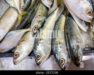 Frischer Makrelenfisch im Markt aus nächster Nähe Stockfoto