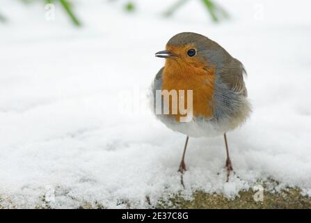 Robin, Erithacus rubecula, in einem verschneiten Garten in Harwell, Oxfordshire, 2nd. März 2018. Stockfoto