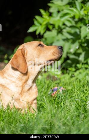 Portrait von Labrador Retriever, der etwas aus der Nähe auf dem Gesicht betrachtet. Hochwertige Fotos Stockfoto