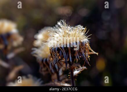 Herbstdistel trockene Blume auf verschwommenem Hintergrund, Nahaufnahme des Distels Stockfoto