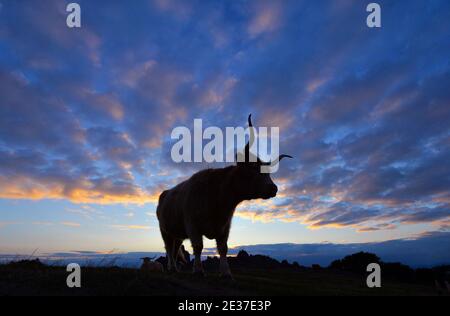 Eine Longhorn Kuh silhouetted gegen den Sonnenuntergang am Beacon Hill In Leicestershire Stockfoto