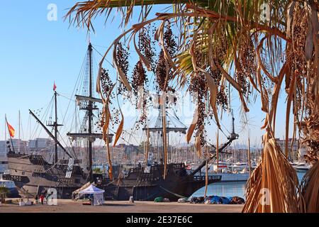 Die reife Frucht einer Dattelpalme, hängen von den Bäumen Äste Ende Oktober. Im Hintergrund El Galeon, ein Besuchsschiff nach Torrevieja, Spanien. Stockfoto