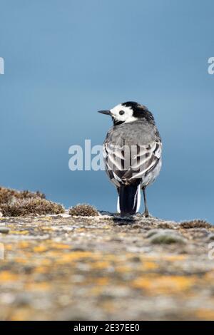 Pied Wagtail, Motacilla alba yarrellii, Farmoor Reservoir, Oxfordshire, 1st. Mai 2018. Stockfoto