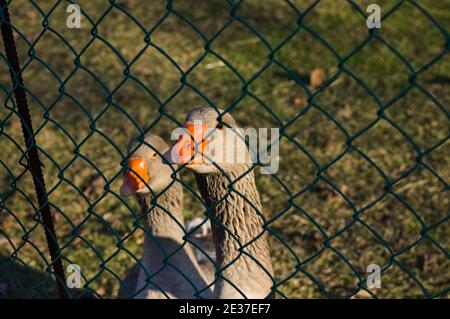 Graugänse hinter dem Zaun eines Bauernhofes (Marken, Italien, Europa) Stockfoto