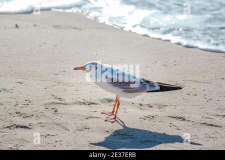 Möwe zu Fuß auf Sandstrand in der Nähe stürmisch winkende Meer. Seevögel auf der Suche nach Nahrung Stockfoto