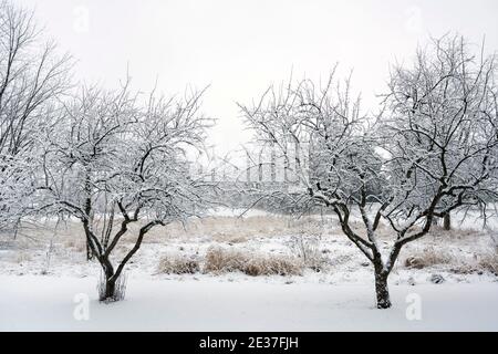 Alte Metall-Radtraktor sitzt neben einem Holzscheune mit frischem Schnee bedeckt. Stockfoto