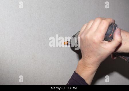 Ein Mann verwendet einen Schraubendreher, um eine Schraube in eine Trockenwand zu Schrauben. Renovierung des Hauses, Wandverkleidung. Stockfoto