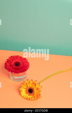 Zwei Gerberas Gänseblümchen auf dem Tisch. Konzept Minimalismus, valentinstag Stockfoto