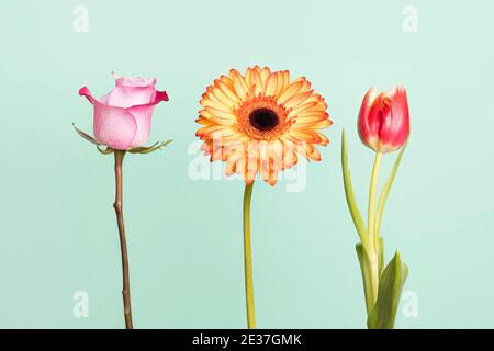 Rosa Rose, orange Gerbera Gänseblümchen und rote Tulpe auf pastellgrünem Hintergrund, horizontal einfaches Konzept. Valentinstag perfektes Geschenk Stockfoto