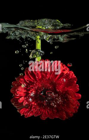 Rote Gerbera Gänseblümchen im Wasser Splash mit schwarzem Hintergrund Stockfoto