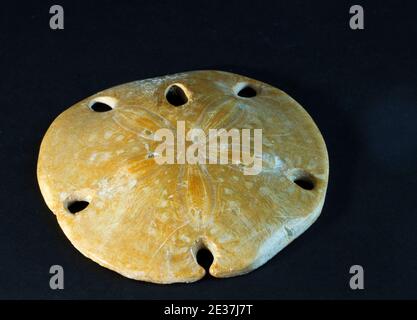 Der Sand Dollar ist mit dem Seeigel und Seestern verwandt, dies ist ein 2 Millionen Jahre altes Fossil. Sie bewegten sich knapp unter der Oberfläche in Sandflächen Stockfoto