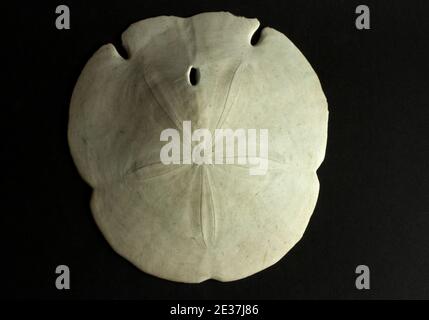 Der Sand Dollar ist mit der Seeigel- und Seestern-Familie verwandt und das Blütenmuster kopiert die 5 Arme eines Seestern. Stockfoto