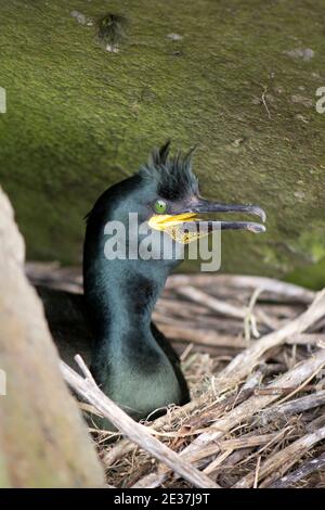 Shag, Phalacrocorax aristotelis, am Nest auf der Insel Lunga, Treshnish Isles, Schottland, 31st. Mai 2018. Stockfoto