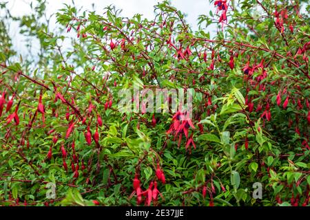 Wildblume Fuchsia wächst in der Grafschaft Donegal - Irland. Stockfoto