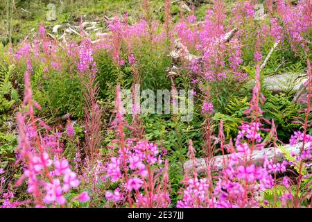 Rosebay Willowhern, Chamerion Angustifolium, in voller Blüte. Stockfoto